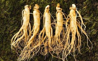 盤點(diǎn)中華九大仙草 還魂草上榜，慈禧太后長壽秘訣的黑參