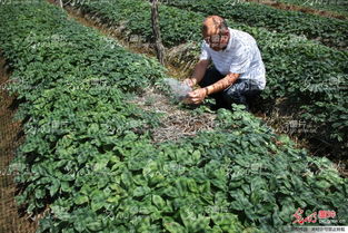 山東榮成 全國參茸產(chǎn)業(yè)專家齊聚一堂，為西洋參種植把脈問診