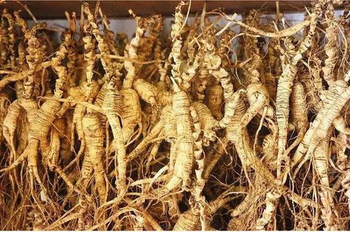 長白山黑參 五載沉淀，鮮食營養(yǎng)三倍于干品