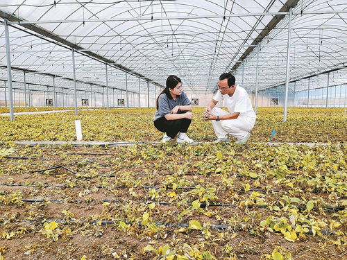 柘榮注入科技，一根參茁壯成長 西洋參產(chǎn)業(yè)的現(xiàn)代轉(zhuǎn)型