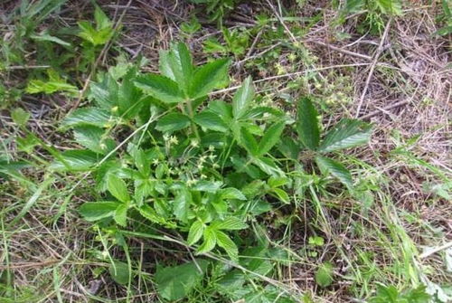 雞爪參 葉子是美味野菜，根部是珍貴黑參