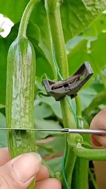 從人參果到黑參 看似高檔的養(yǎng)生食材，其實(shí)家庭養(yǎng)護(hù)很簡單